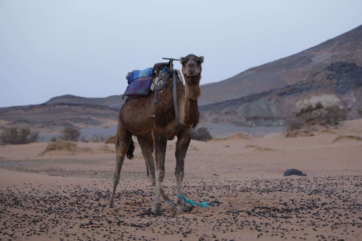 Marrakech to Zagora Desert Tour
